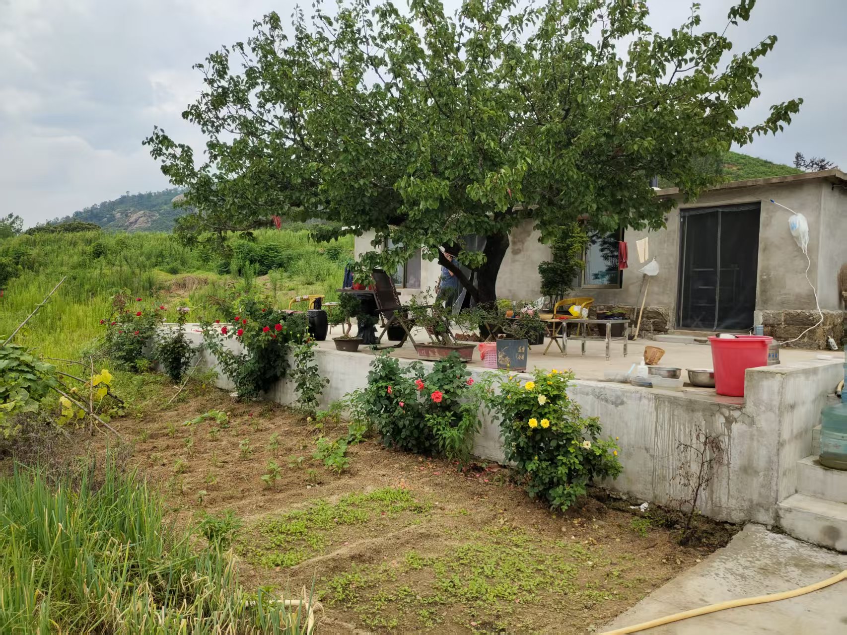 出租山地20亩，有几百颗樱桃树，地都已场平，环境优美、交通便利，在钢城区棋山风景区周边，有意者可咨询，看场地询价。13863486866 租房