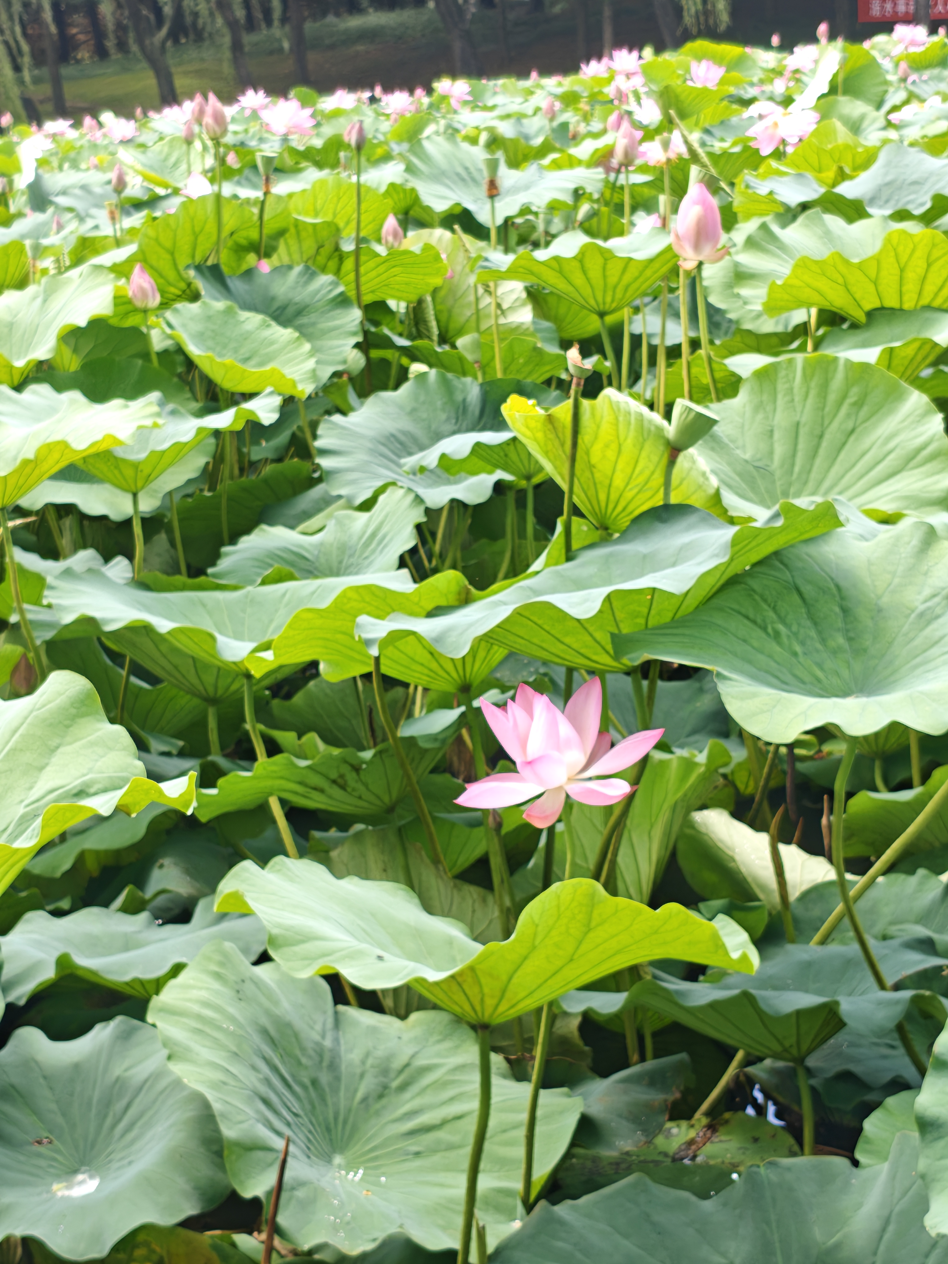 安泰首府，双证双气，精装带院子132平160万，价可议，急售，急售 二手房